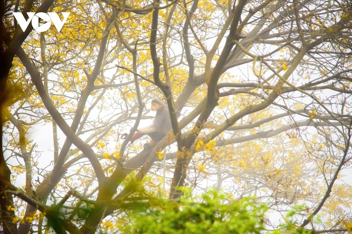 View - 	Lim xẹt loài hoa độc đáo phủ vàng một góc bán đảo Sơn Trà