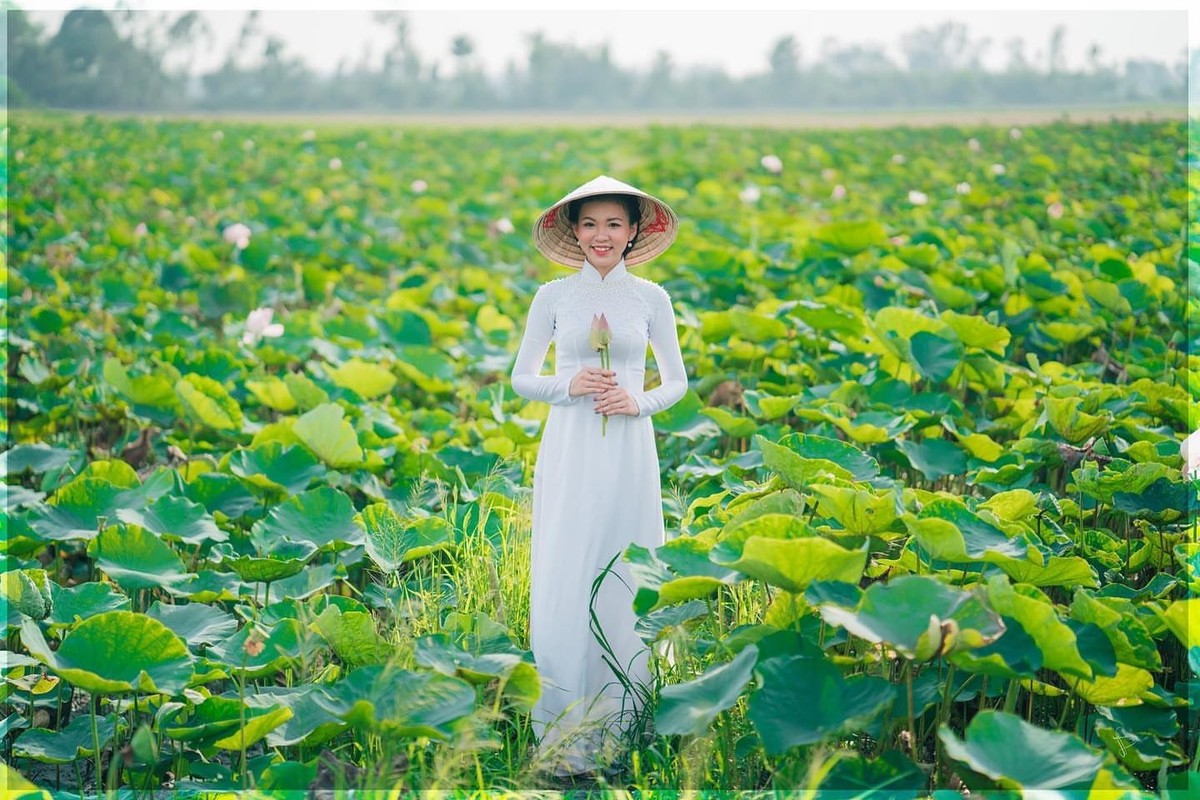 Check-in nhung dong sen tuyet dep o 