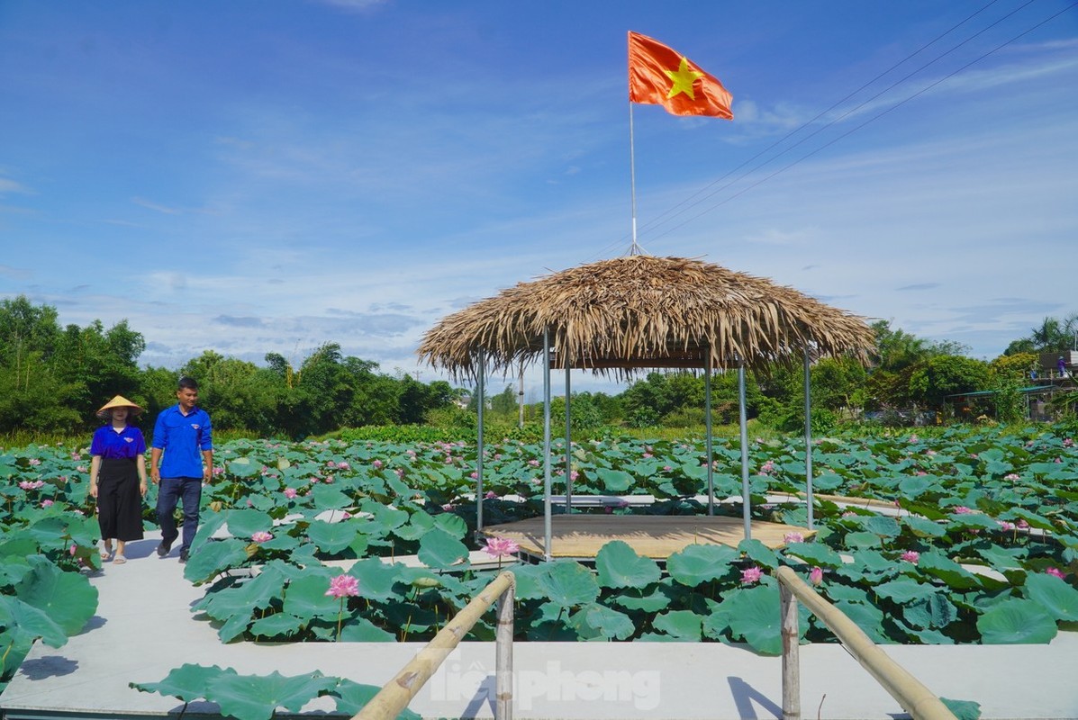 View - 	Trồng sen kết hợp nuôi cá ở Hà Tĩnh cho thu nhập trăm triệu