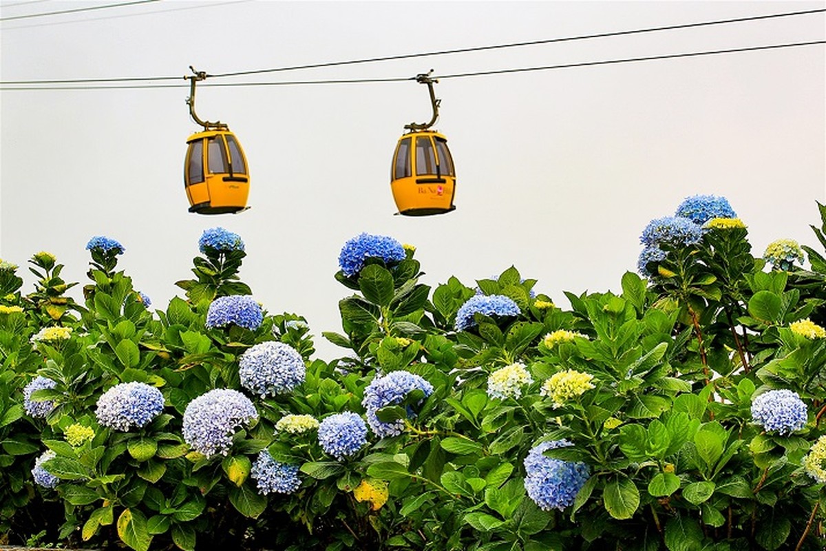 Ngam thien duong hoa tren dinh Ba Na