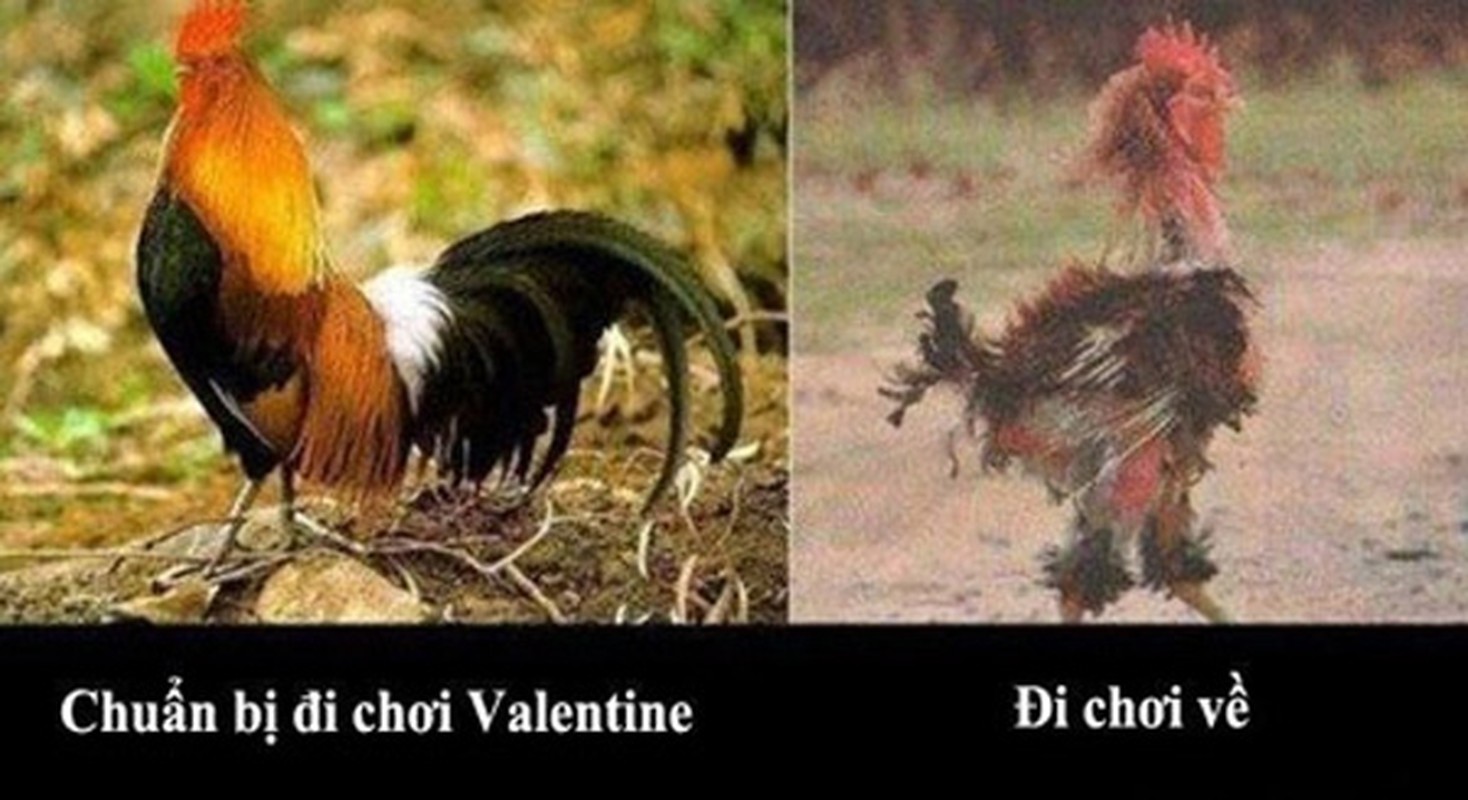 Ảnh ché hài huóc vo dói vè nõi khỏ Valentine