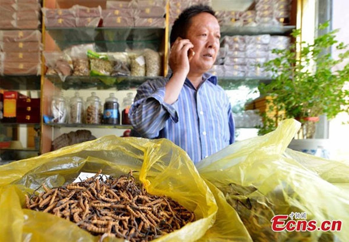 Cạn cảnh phó Tay Tạng bán dong trùng hạ thảo nhu bán rau