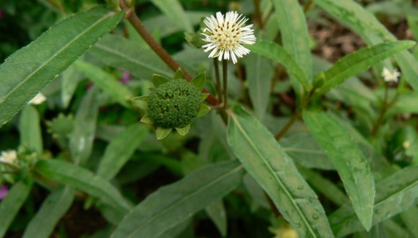 Cac meo chua nhiet mieng tai nha hieu qua nhanh-Hinh-5