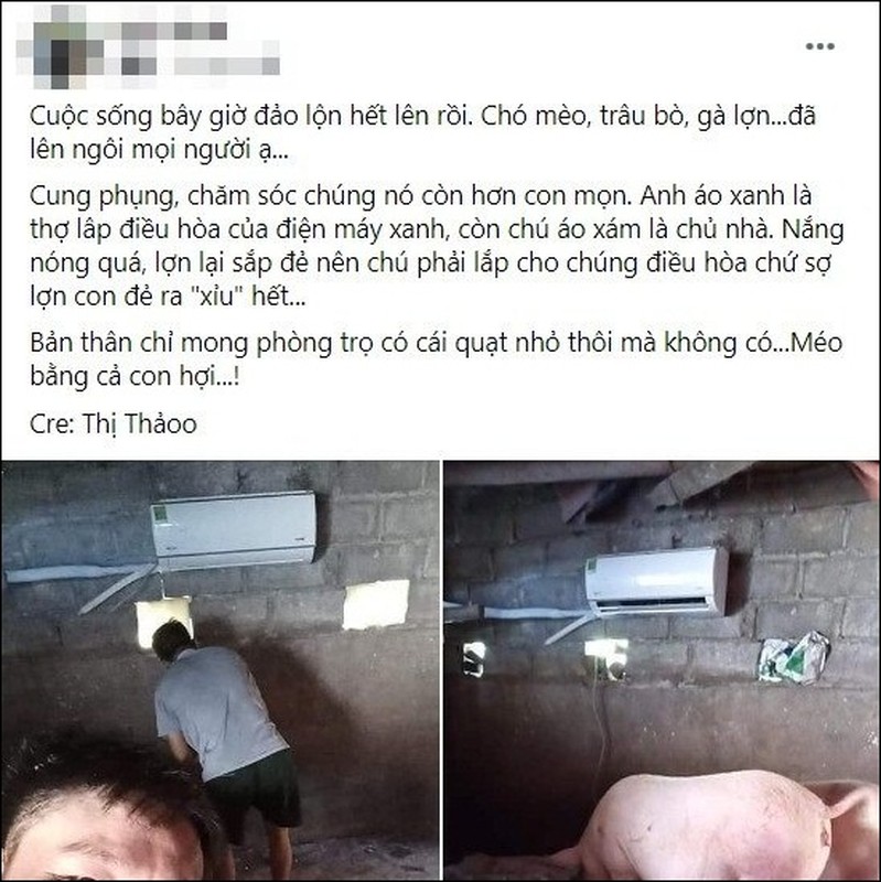 Giua mua nong, dan lon so huong khien ai nay phai ghen ti