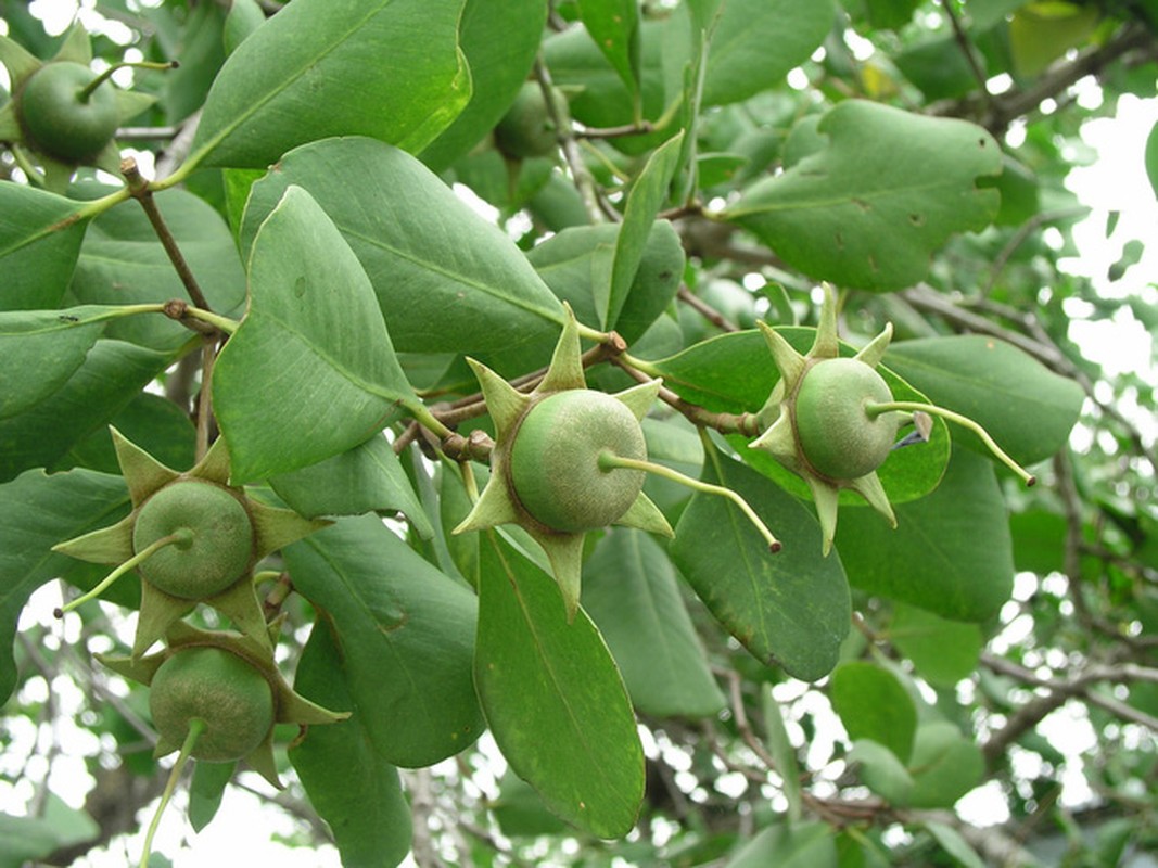 Khoe loai qua dac san mien Tay, chang trai khien netizen “ua nuoc mieng“-Hinh-5