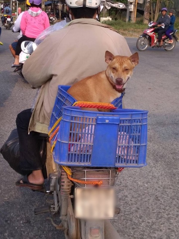 Cuoi nghieng nga truoc 1001 bieu cam ve que an Tet cua “boss”-Hinh-3