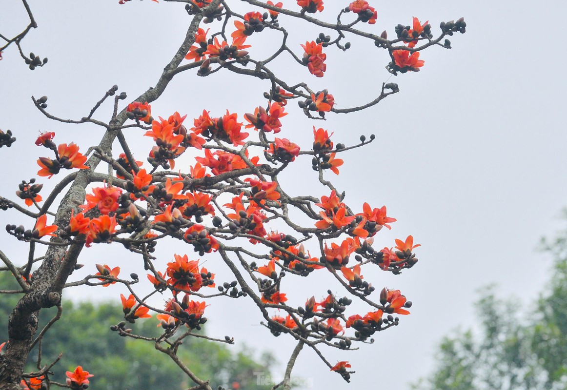 Hoa gao thap lua trong ngoi chua nghin tuoi o Ha Noi-Hinh-6