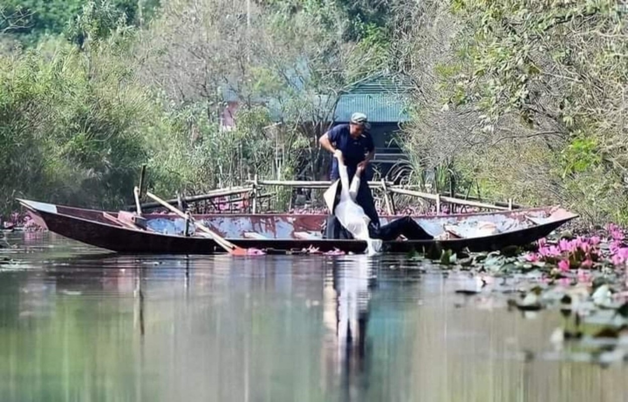 Meo mat voi nhung tham hoa bat dac di khi chup anh hoa sen-Hinh-4