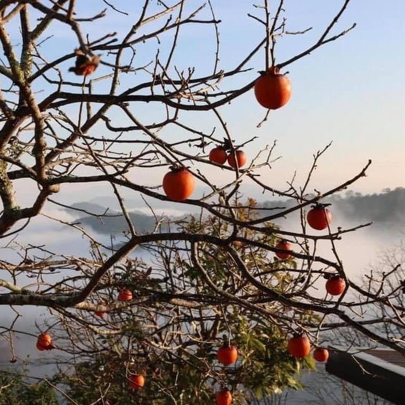 Vao mua hong, quan ca phe Da Lat lam khach am long