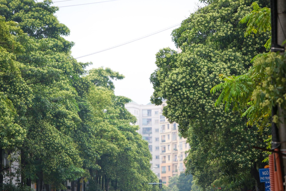 Cac dia diem chup hoa sua “thom ngat troi” o Ha Noi-Hinh-7