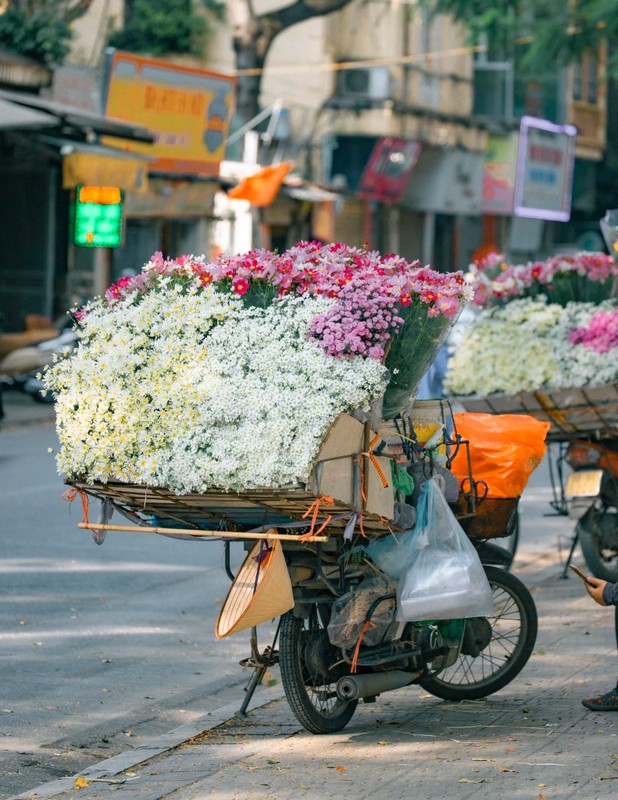 Cuc hoa mi chom dong “do bo” tren pho Ha Noi-Hinh-3