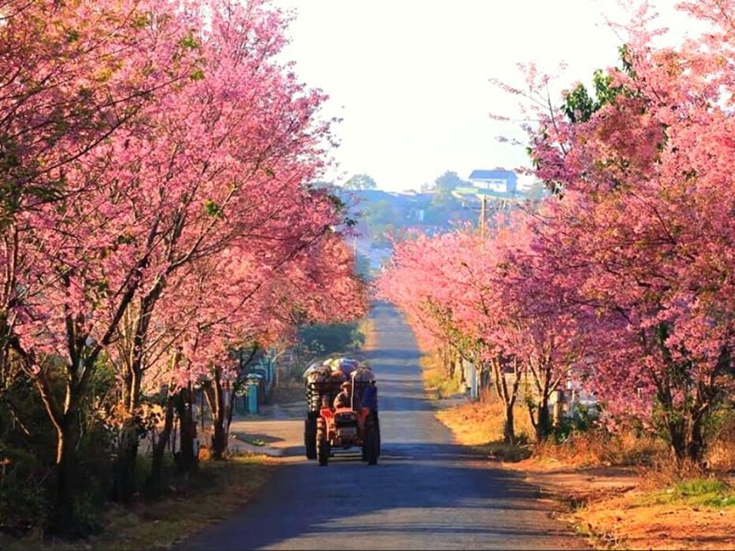 Mai anh dao Da Lat vao mua va loat diem dang check in-Hinh-10