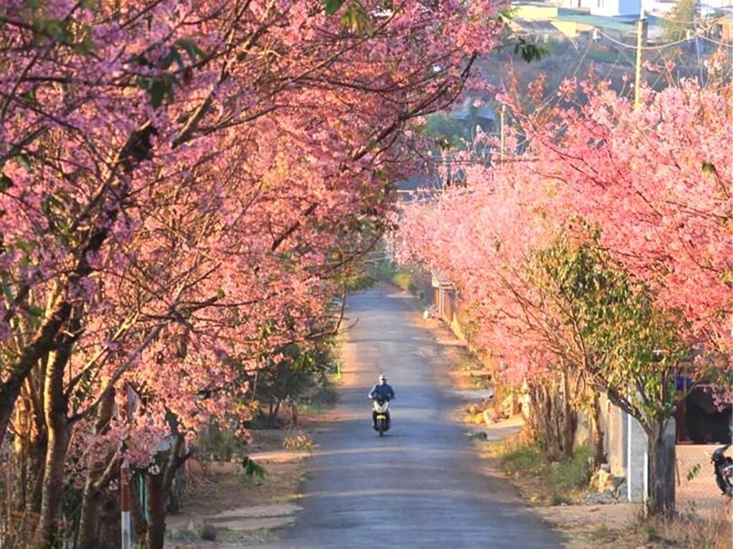 Mai anh dao Da Lat vao mua va loat diem dang check in-Hinh-11