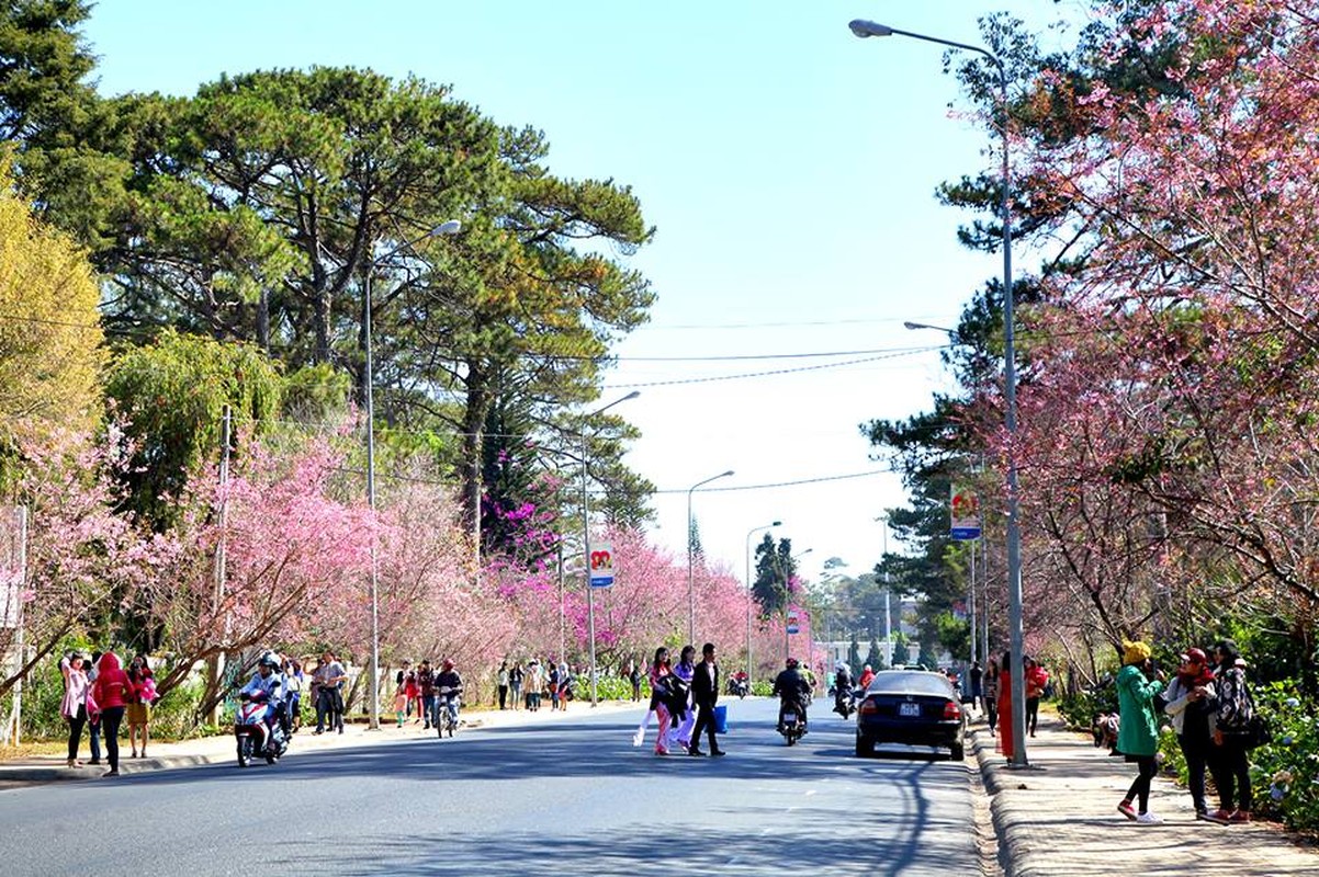 Mai anh dao Da Lat vao mua va loat diem dang check in-Hinh-2