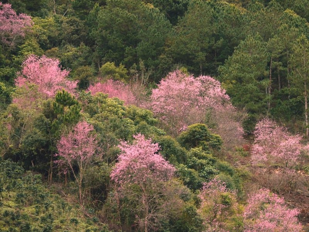 Mai anh dao Da Lat vao mua va loat diem dang check in-Hinh-9