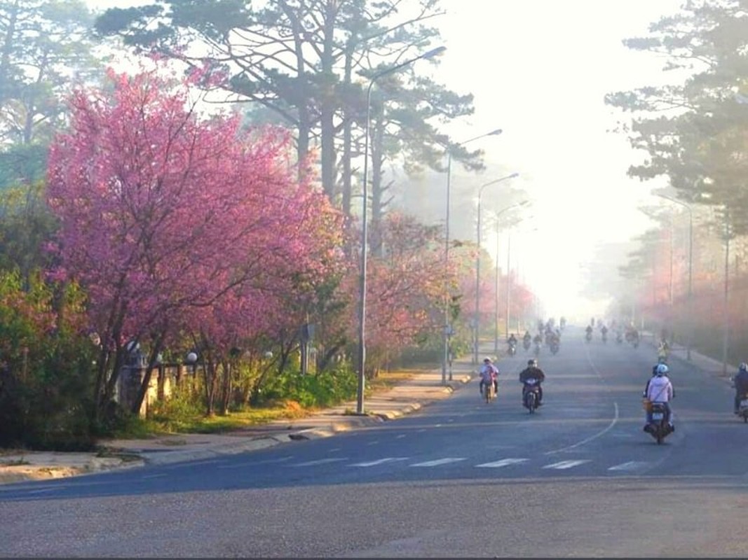 Mai anh dao Da Lat vao mua va loat diem dang check in