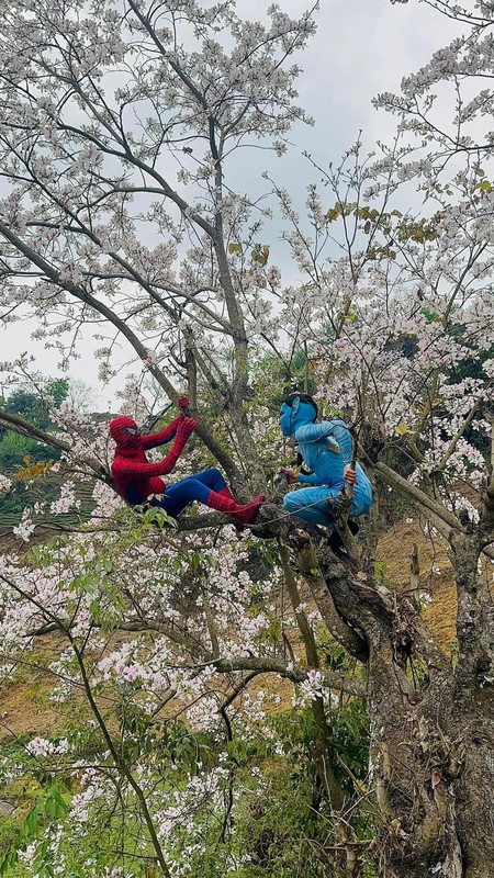 “Spider Man” va “Avatar” bat ngo check-in voi hoa ban Dien Bien-Hinh-4