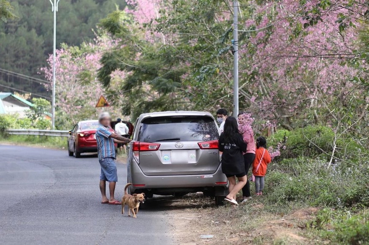 Du khach hai hoa ven duong o Da Lat gay buc xuc-Hinh-10