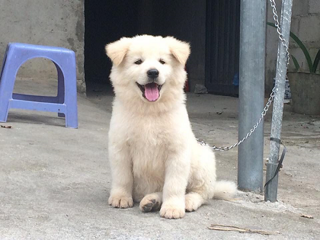 “Tu dai khuyen quoc” Bac Ha tro thanh Hoa hau Cho nho dac diem gi?-Hinh-4