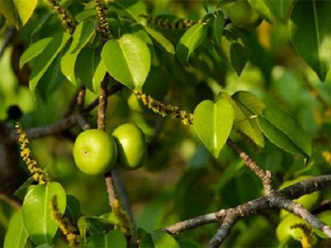 Nhieu loai cay cung biet hoc “chieu tro” cua dong vat de... sinh ton-Hinh-8