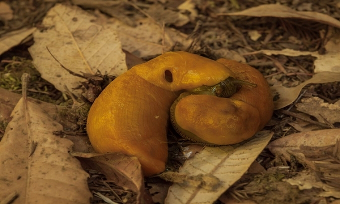 Loai dong vat co kha nang tu “chuyen gioi” mot cach kho tin-Hinh-8