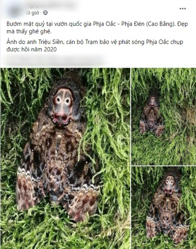 Buom mat quy o Cao Bang dang so tu ngoai hinh toi... tinh cach