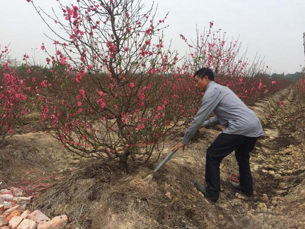 Sau Tet dung voi vut dao, trong theo cach nay de choi den... Tet nam sau-Hinh-5