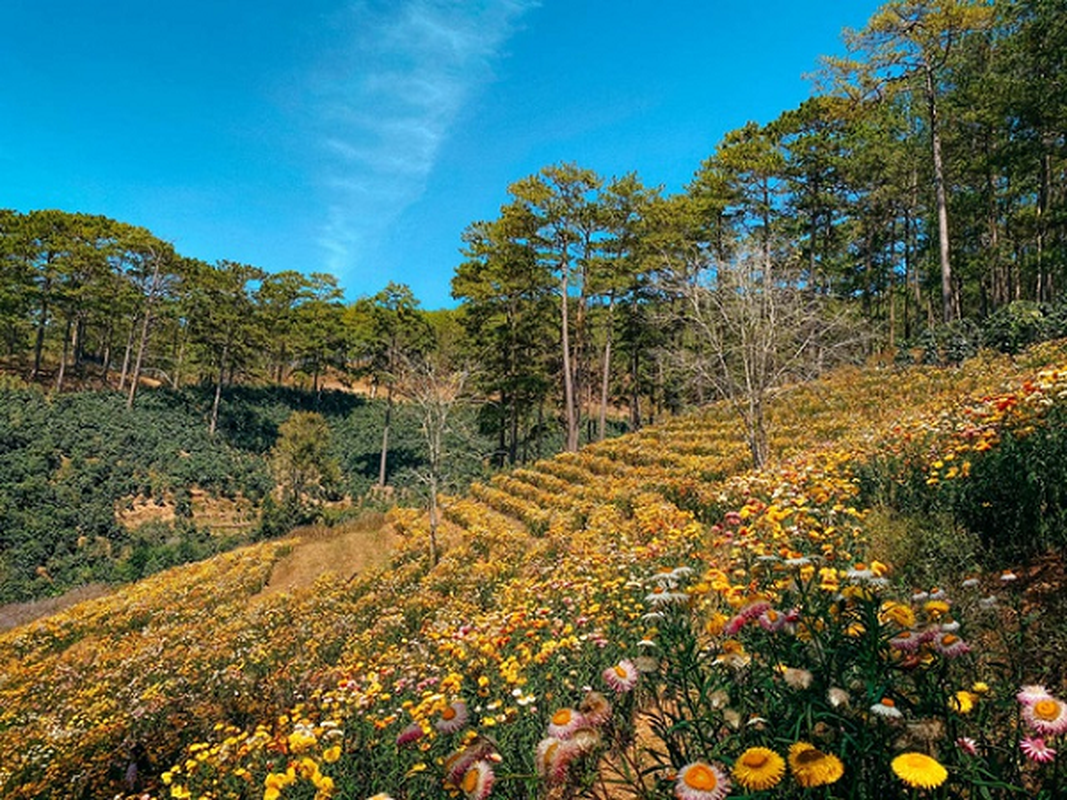 Doi hoa bat tu Da Lat co “bat tu” khong... hut khach check-in song ao?-Hinh-5