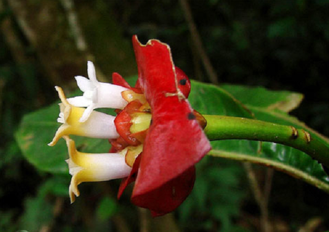 Loai hoa “sieu goi cam” nhu doi moi kieu nu khien ai cung yeu-Hinh-8