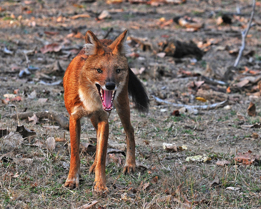 Soi lua trong truyen thuyet bat ngo xuat hien tai day Ky Lien Son-Hinh-6