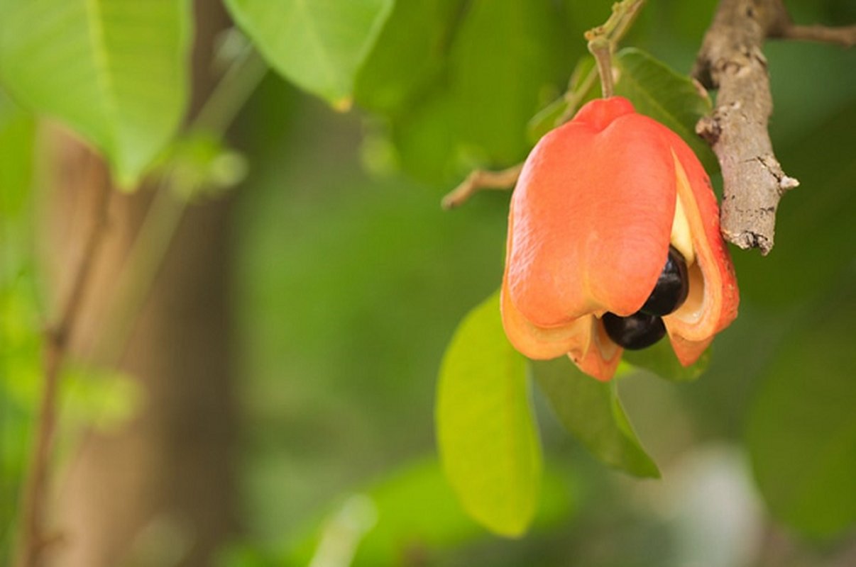 Mat mang nhu choi voi qua Ackee dac san cua nguoi Jamaica-Hinh-4