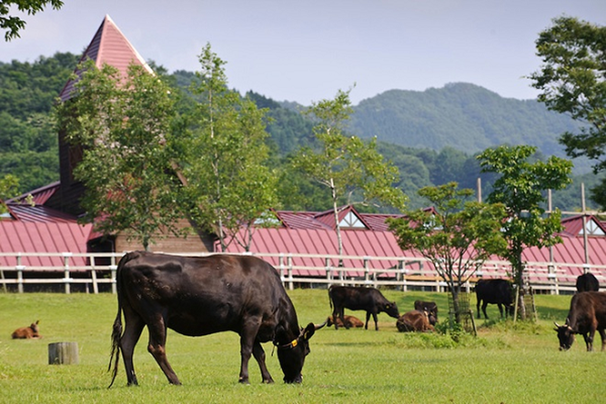 Dieu dac biet khien bo Wagyu co gia dat do toi vai trieu dong/kg-Hinh-5