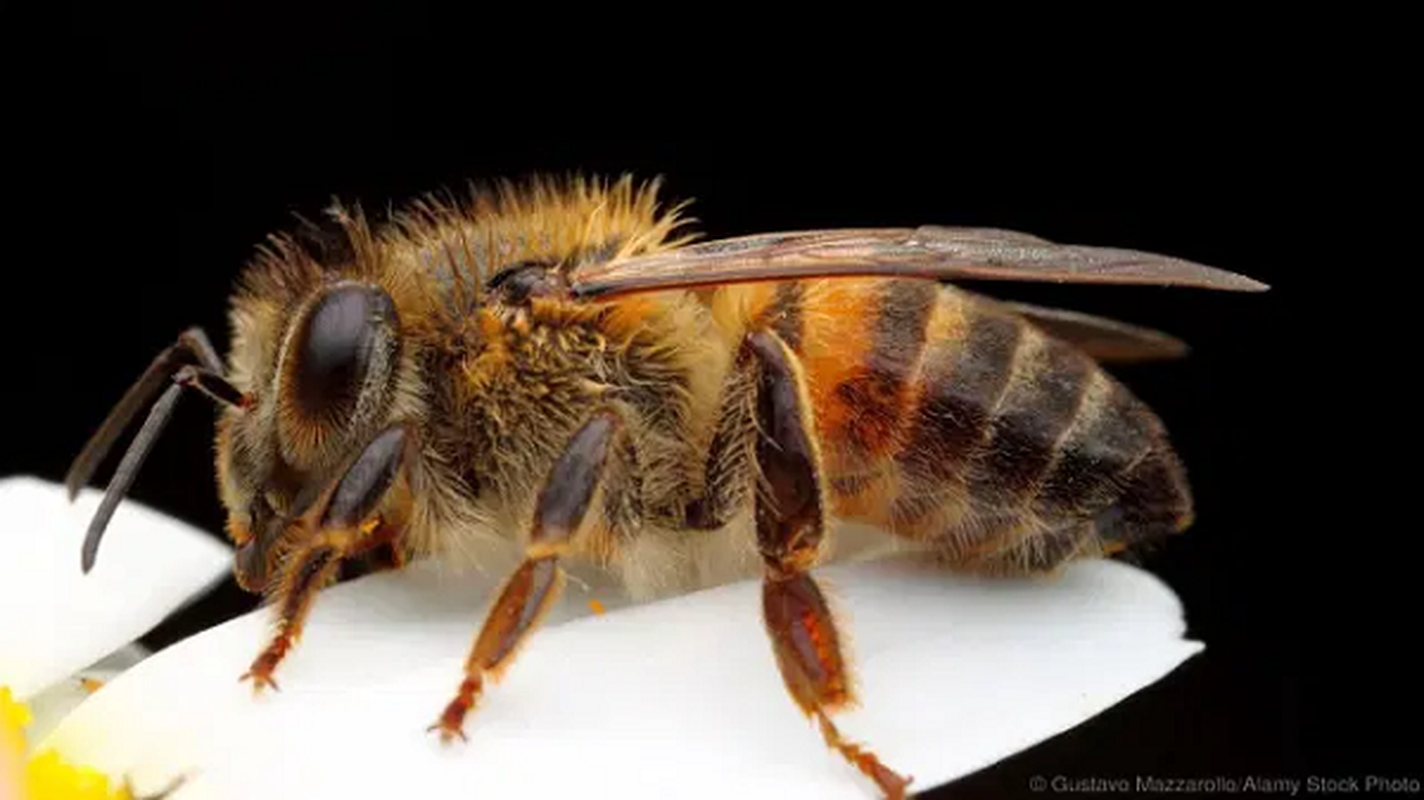 Kinh hoang bay ong dang so giet chet nguoi dan ong dang lam vuon-Hinh-6