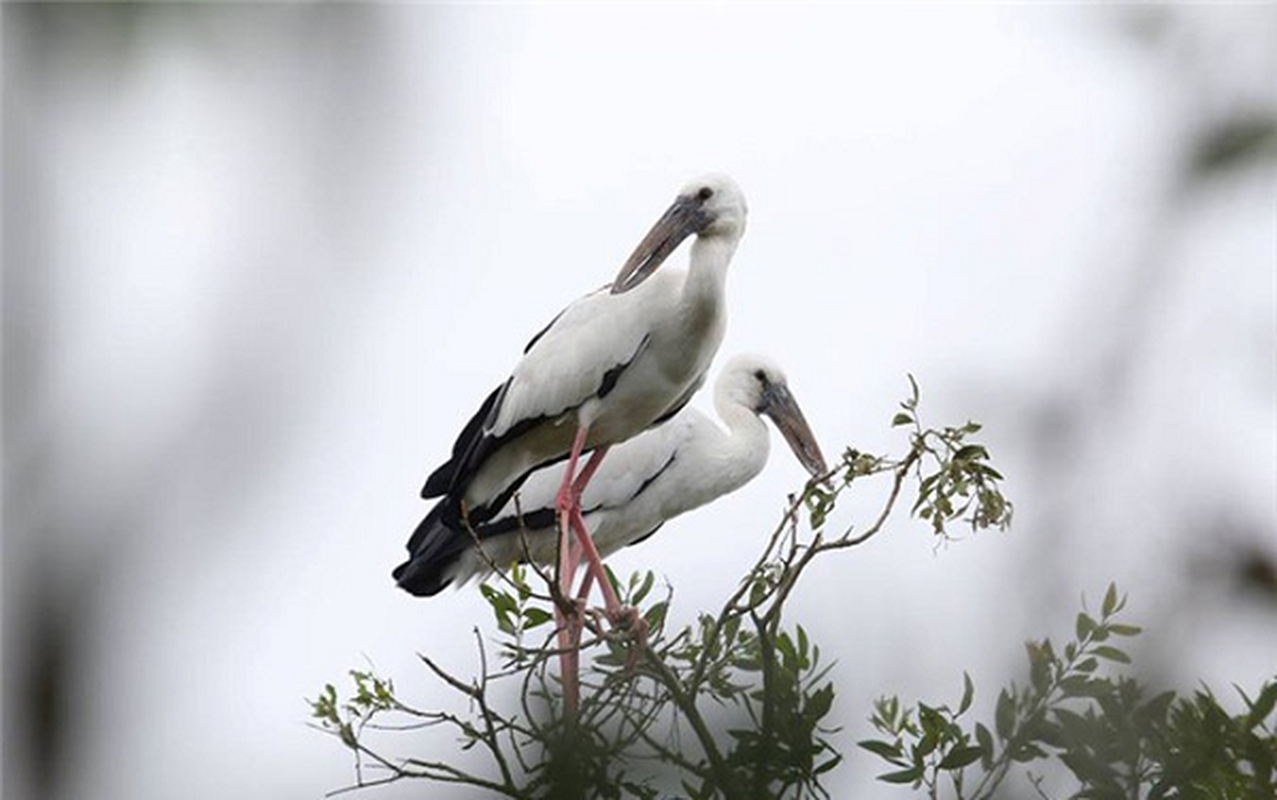 Loai co xuat hien o Quang Tri: Quy hiem, nguy co tuyet chung-Hinh-7