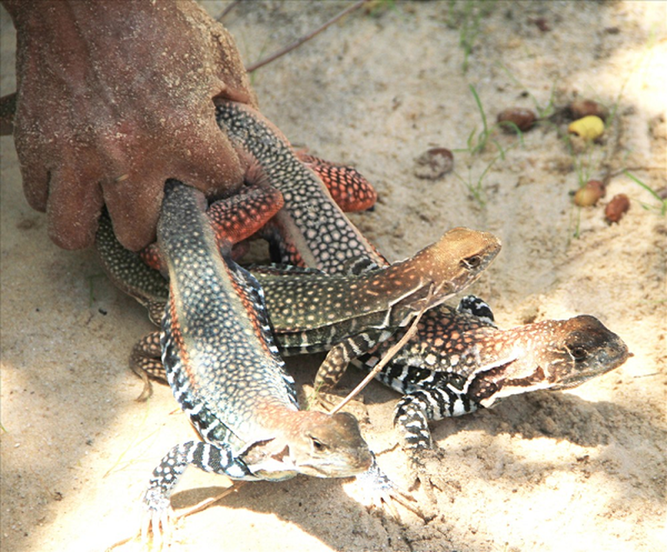 Su that it nguoi hay loai dong giup nong dan thanh trieu phu-Hinh-9