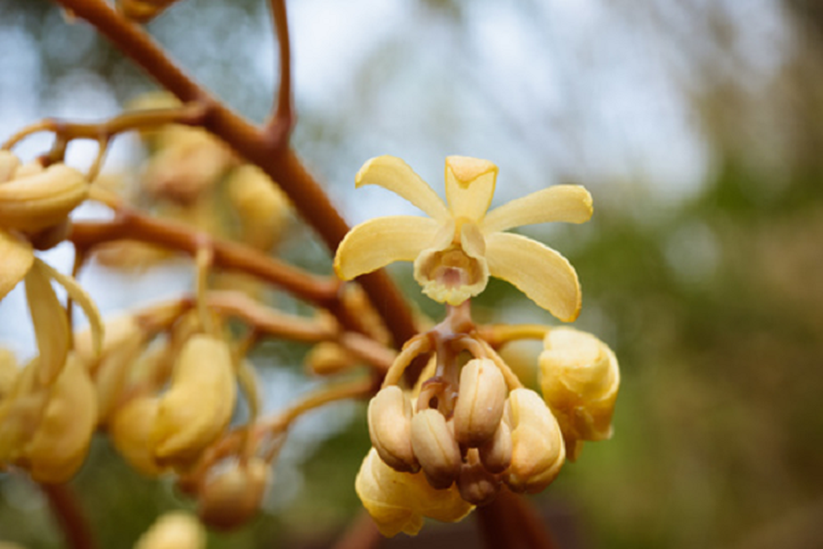 Dieu dac biet loai phong lan la bien thanh vay cuc hiem tai Quang Tri-Hinh-5