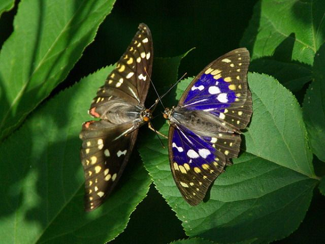 Loai buom co kha nang danh gia moi truong, la Quoc diep Nhat Ban-Hinh-3