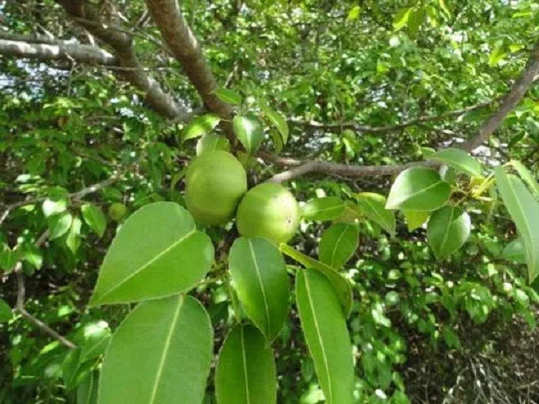 Loai qua nhin ngon tuyet nhung doat mang nguoi hon ca axit-Hinh-8