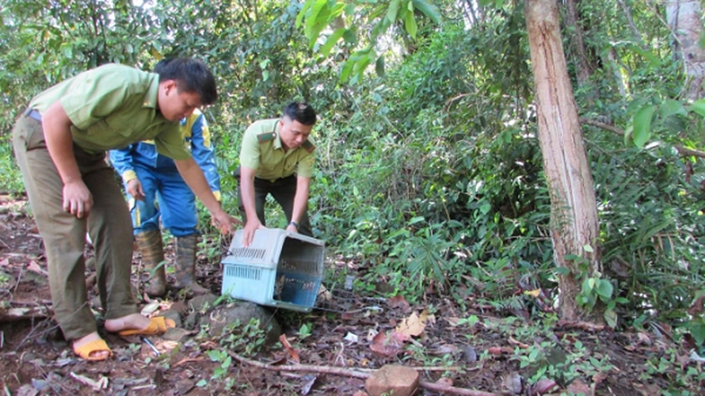 Can canh 4 ca the dong vat quy hiem duoc tha ve rung tai Binh Phuoc-Hinh-3