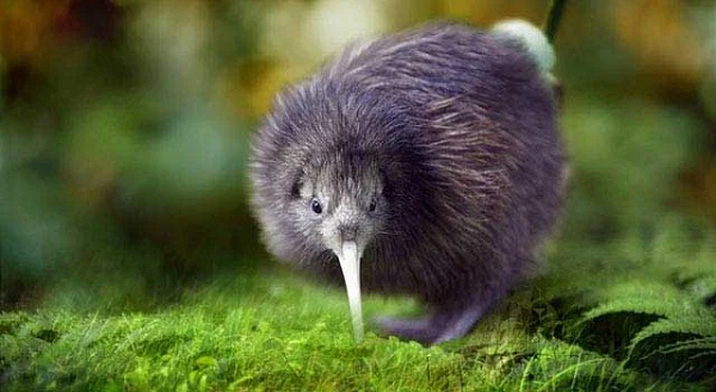 Kiwi – loai chim sieu nang luc khien con nguoi phai than phuc-Hinh-11