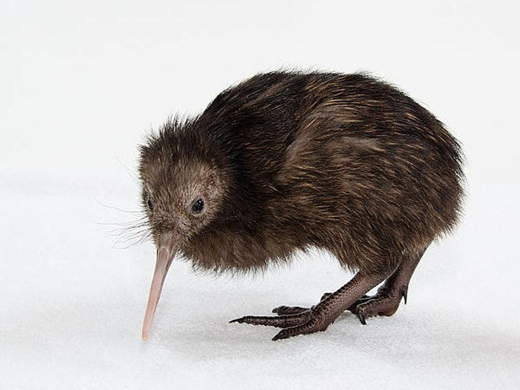 Kiwi – loai chim sieu nang luc khien con nguoi phai than phuc-Hinh-12