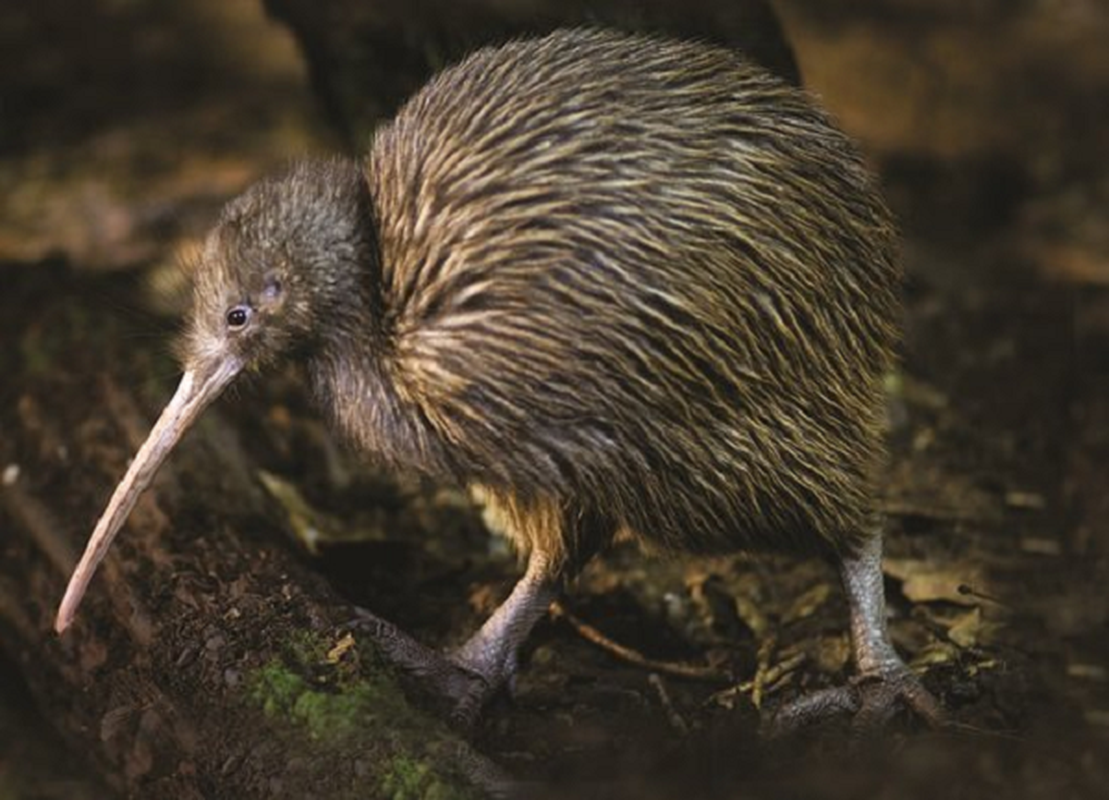 Kiwi – loai chim sieu nang luc khien con nguoi phai than phuc-Hinh-4