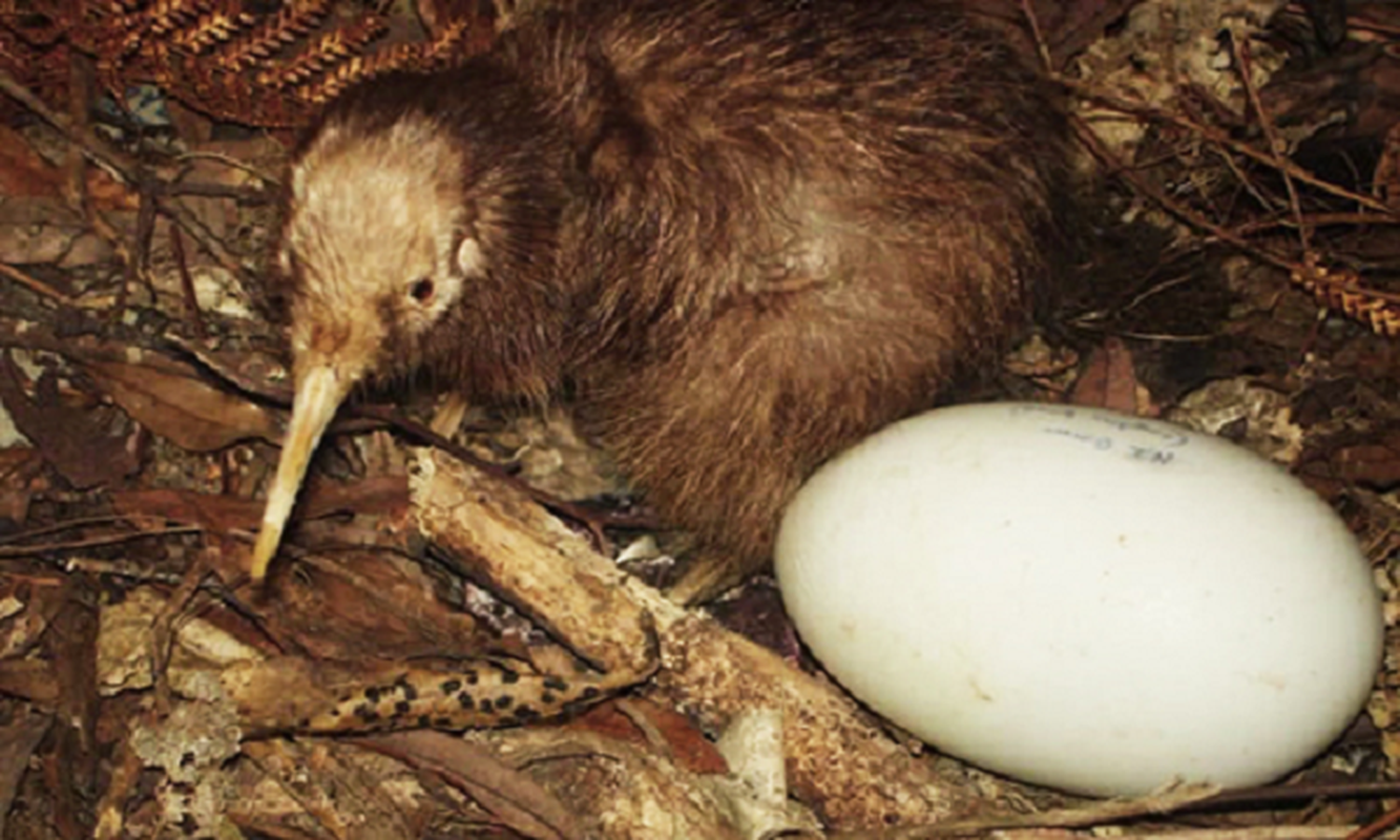 Kiwi – loai chim sieu nang luc khien con nguoi phai than phuc-Hinh-7