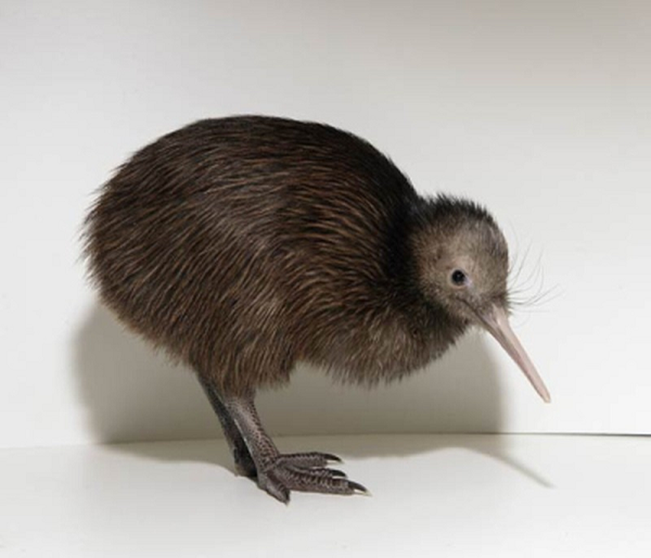 Kiwi – loai chim sieu nang luc khien con nguoi phai than phuc-Hinh-8