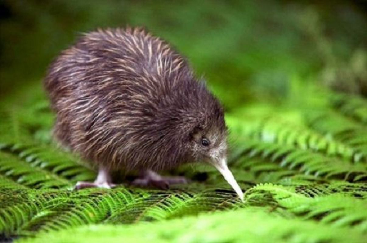 Kiwi – loai chim sieu nang luc khien con nguoi phai than phuc
