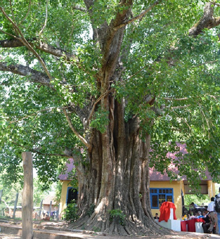 Bat ngo truoc nhung cay co thu hang nghin nam tuoi cua Viet Nam-Hinh-12