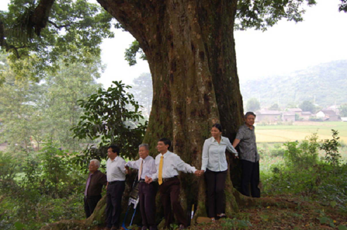 Bat ngo truoc nhung cay co thu hang nghin nam tuoi cua Viet Nam-Hinh-9