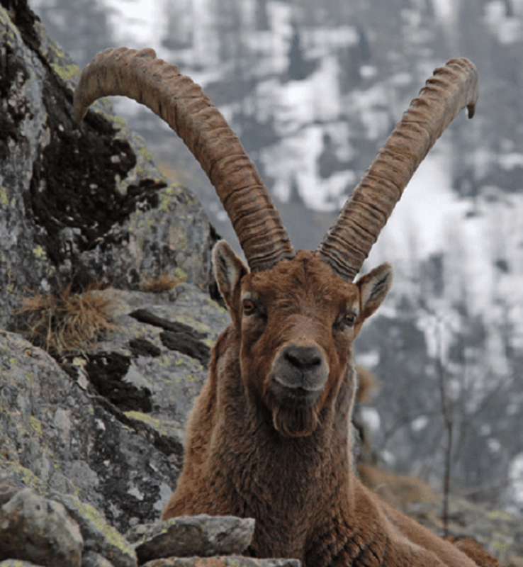 De Ibex mao hiem mang song, leo doc thang dung vi thu kho tin nay-Hinh-10