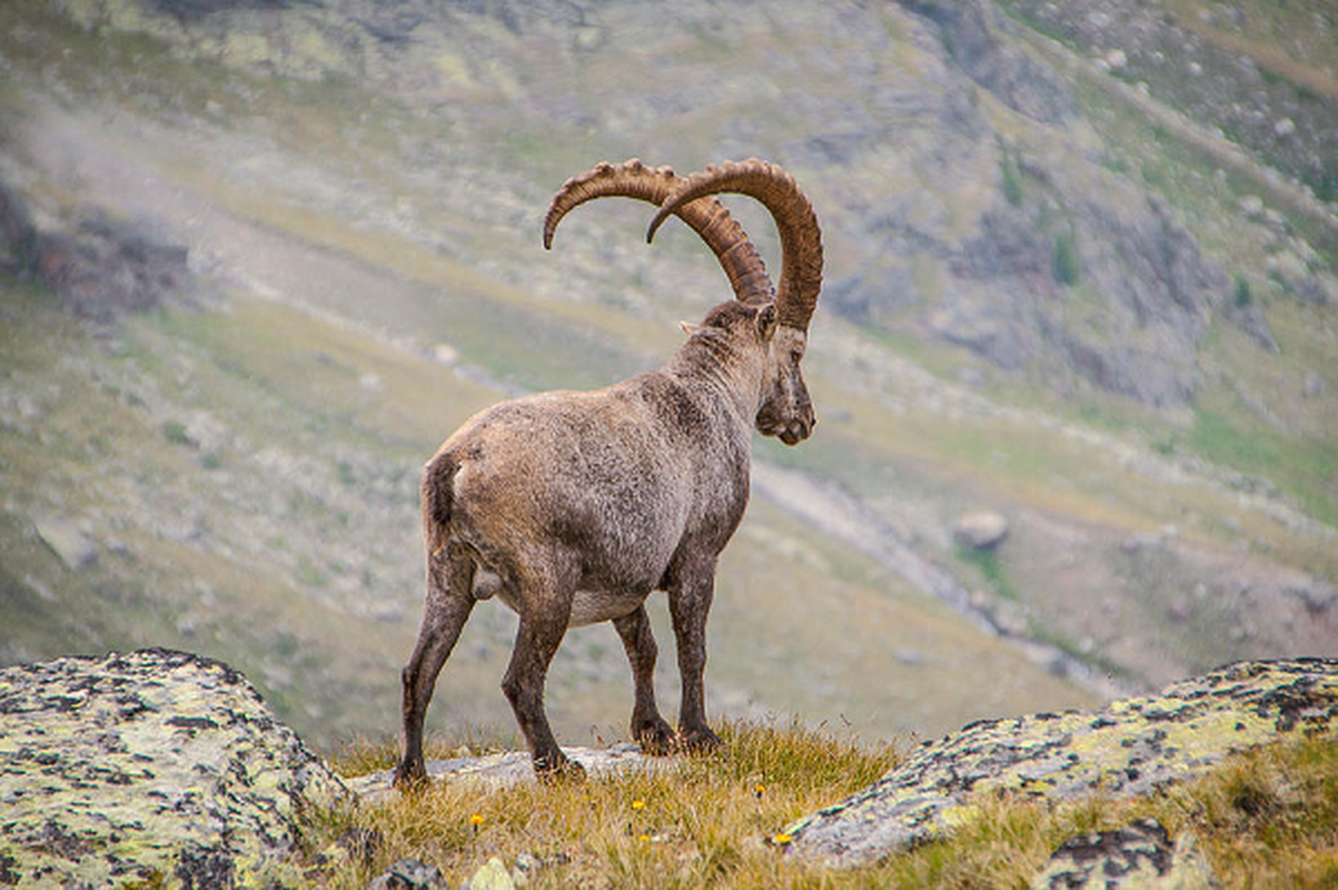 De Ibex mao hiem mang song, leo doc thang dung vi thu kho tin nay-Hinh-9