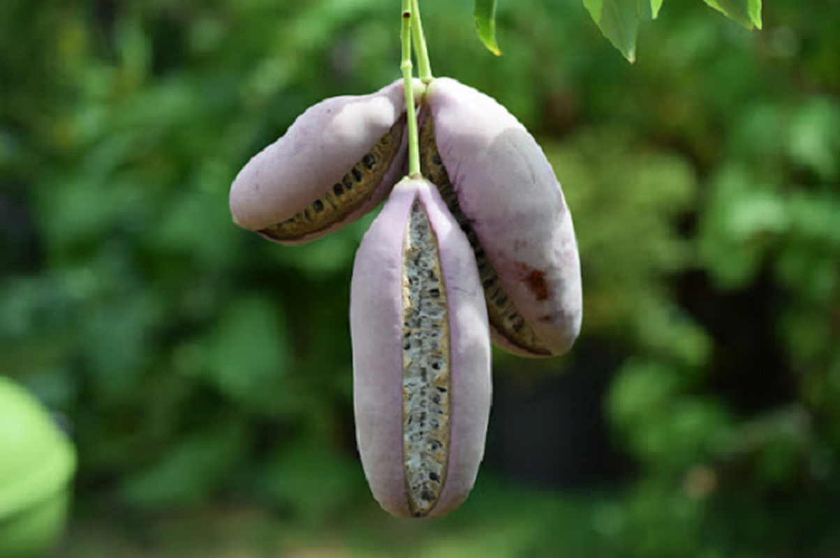 Nhung qua “dai” ve ngoai tuyet dep, sieu ngon bo duong-Hinh-7